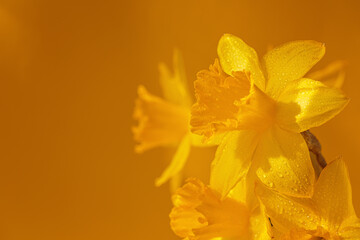 Close up of daffodils flowers on a yellow background. Beautiful yellow spring background for greeting cards and wallpapers © svittlana