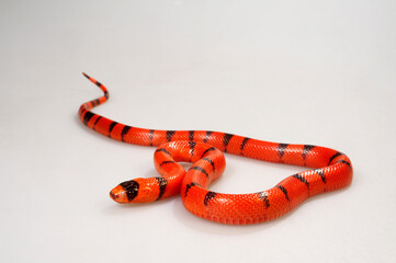 Honduran milk snake // Honduras Königsnatter (Lampropeltis triangulum hondurensis, Lampropeltis hondurensis) © bennytrapp