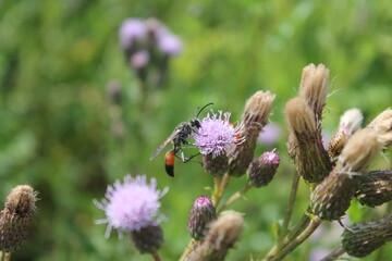 Sitting insekt on purple flower with green background