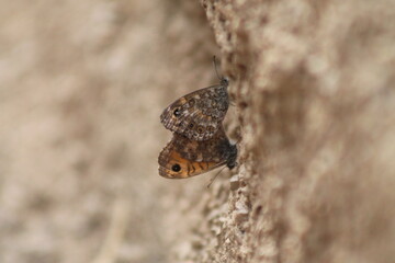 Sitting butterfly on a rock