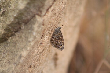 Sitting butterfly on a rock