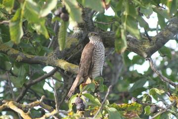 Sitting bird on a tree