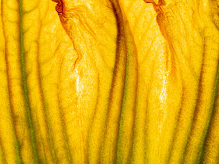 macro photography of a leaf texture