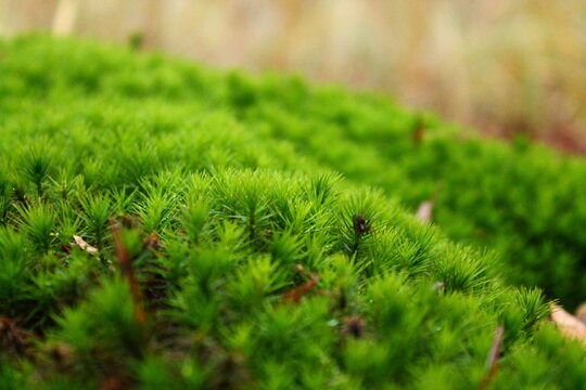 Green mos with sunlight 
