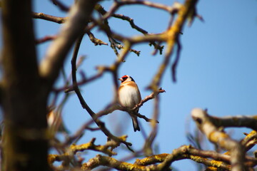 Sitting bird on a tree