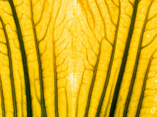 macro photography of a leaf texture