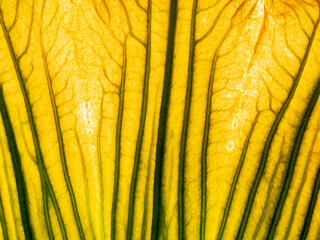 macro photography of a leaf texture