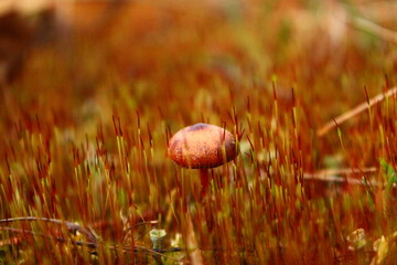 A smal mushroom growing on mos