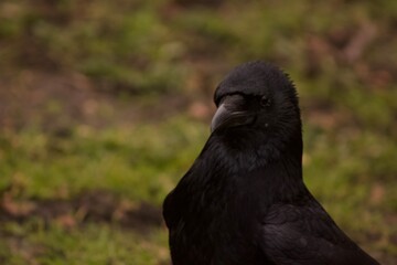 crow on the ground