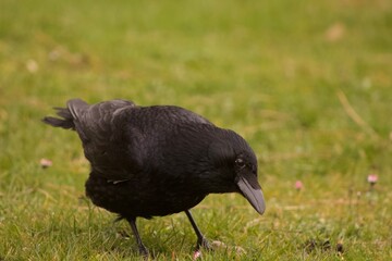crow in the grass