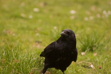 Crow  in the grass