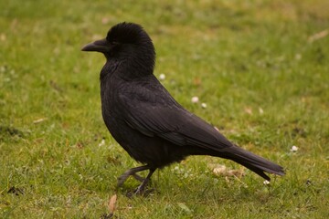 crow on the grass