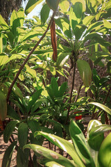 naturaleza parque botánico