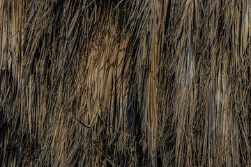 close up of a texture dry grass