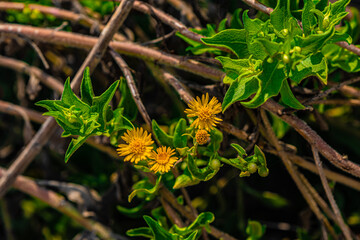 yellow flower on green background
