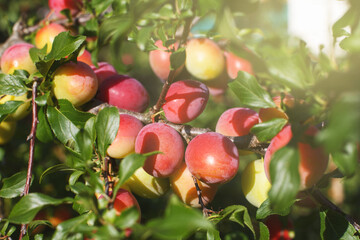 Organic plums ripening on the tree in the garden