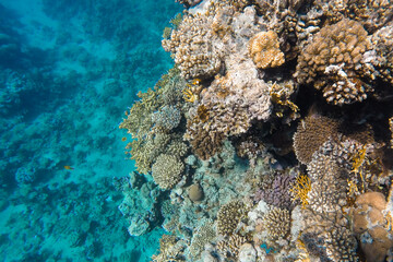 coral reef bright colored visible through azure water