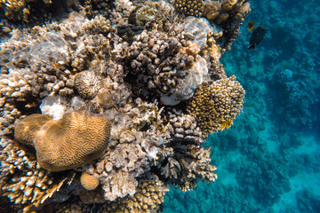 Coral colorful reef in the sea off the coast in azure water.