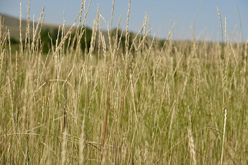 closeup of summer wheat growing in the sunny field
