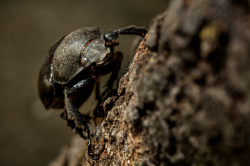 Close up Trypodendron domesticum, an ambrosia beetle on wood climbs tree