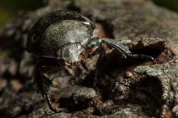 Close up Trypodendron domesticum, an ambrosia beetle on wood climbs tree