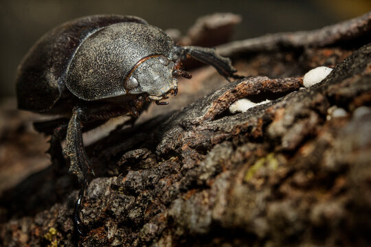 Close up Trypodendron domesticum, an ambrosia beetle on wood climbs tree