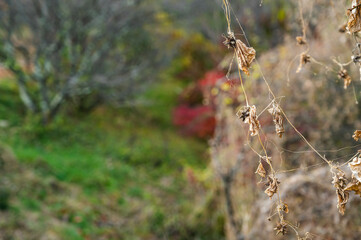 枯れたアレチウリ