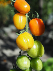 Young cherry tomatoes in natural garden
