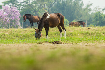Beautiful wild brown horse stallion on summer flower meadow, equine eating juicy grass, horse stallion with long mane portrait in standing position, equine stallion outdoors, superb big horse equines