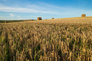 Obraz premium View of the hay bales, Old Head of Kinsale Cliff Walk