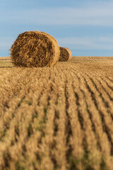 View of the hay bales, Old Head of Kinsale Cliff Walk