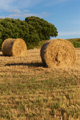 View of the hay bales, Old Head of Kinsale Cliff Walk