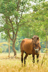 Fototapeta premium Beautiful wild brown horse stallion on summer flower meadow, equine eating juicy grass, horse stallion with long mane portrait in standing position, equine stallion outdoors, superb big horse equines
