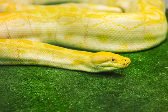 Giant yellow python on grass