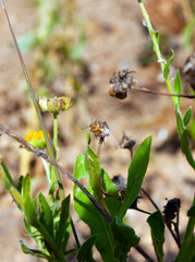 A brown bug sits on a stem among green leaves and dry grass.