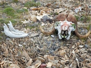 Muskox jaw and skull