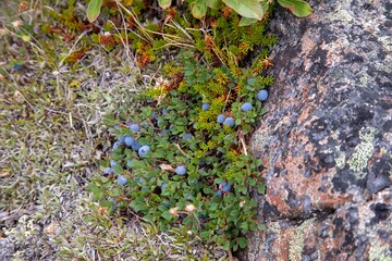 Native blueberry in arctic © karenfoleyphoto