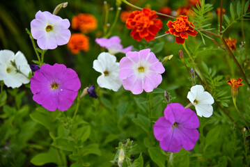 Colorful petunia flowers in the garden. Petunia close-up.