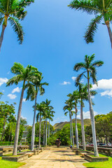 Fototapeta premium Walkway at sea Coconut trees with blue sky background