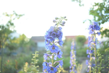 field, meadow, garden, delphinium, purple small flowers, lavandin, close-up background, green leaves, sunny evening, green stems, out of focus, abstract drawing, close-up delphinium branches, bee