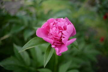 
peony flower close-up, on a green background, peony leaves, pink purple, peony leaves, lush, double flower, rich color, summer
