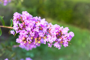 flowers in the garden