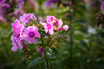 pink flowers in the garden
