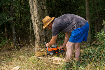 Lumberjack saws an acacia tree with a chainsaw in the forest on a summer day. Preparing firewood for the winter concept. Close up, selective focus