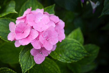 Fototapeta premium pink rose bush