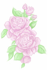 Watercolor flower illustration, pink peony on a white background. Set Peonies flowers