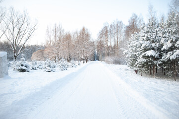 Fototapeta na wymiar Winter forest. Fabulous winter landscape, trees in the snow, cold, snowy winter