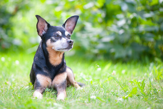 Dog, toy terrier lying in juicy green grass. High quality advertising stock photo. Pets walking in the summer