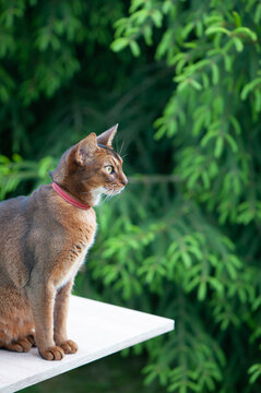 Portrait of a very beautiful Abyssinian cat in nature. Space for text