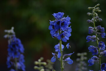 field, meadow, garden, delphinium, purple small flowers, lavandin, close-up background, green leaves, sunny evening, green stems, out of focus, abstract drawing, close-up delphinium branches, bee